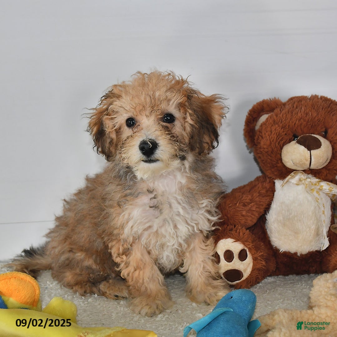 Bichpoo dogs for sale: Buster Brown - Ad 25