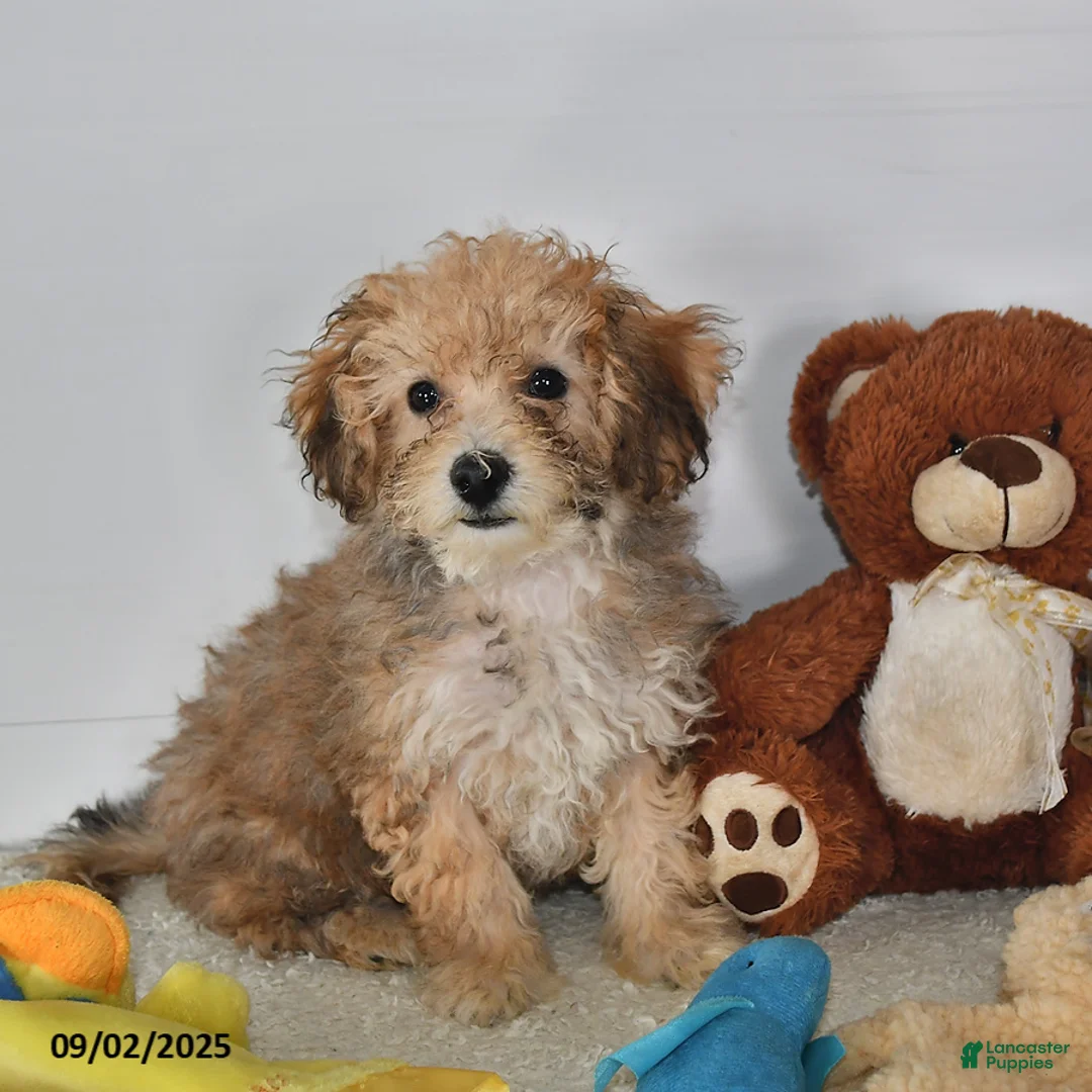 Bichpoo dogs for sale: Buster Brown - Ad 35