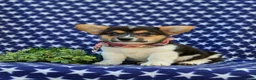 Welsh Corgi Pembroke dogs for sale: Blake - Ad 1