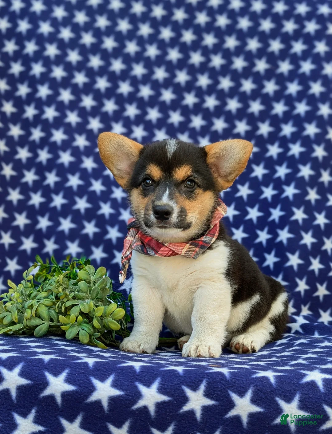 Welsh Corgi Pembroke dogs for sale: Blake - Ad 1