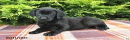 Labrador Retriever dogs for sale: Kash - Ad 2