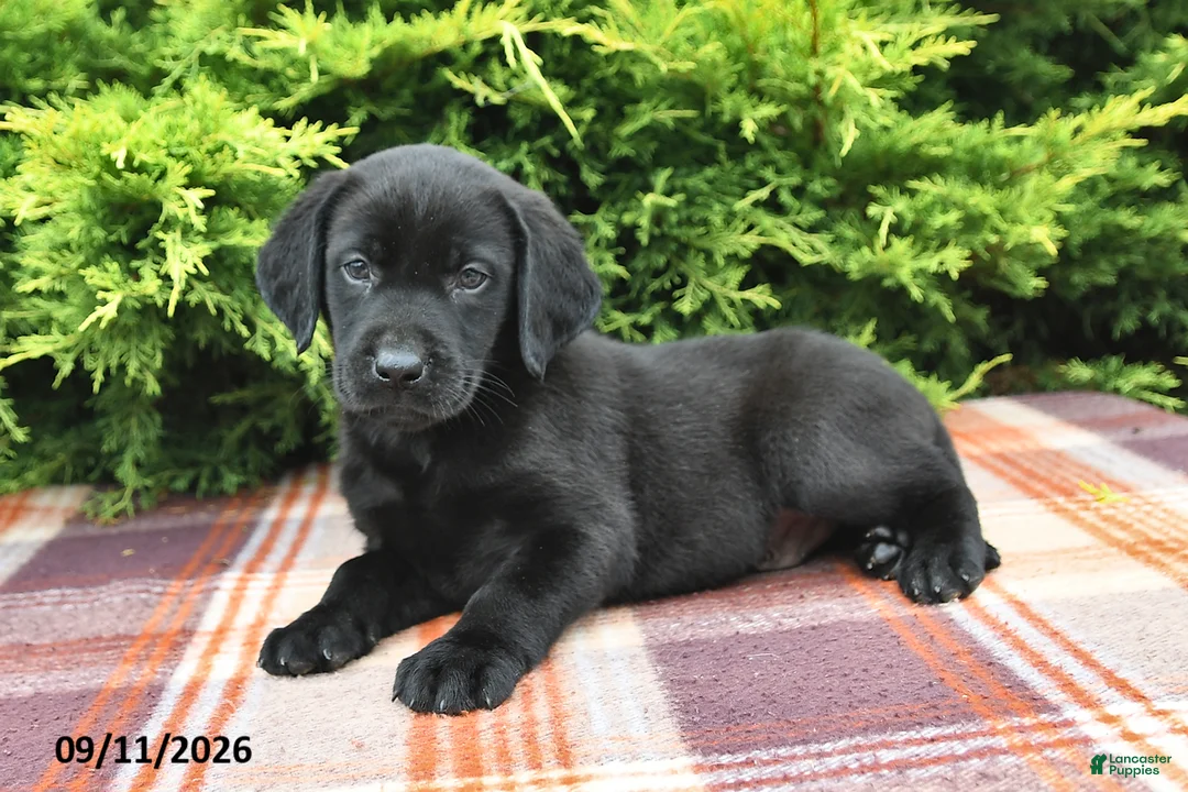 Labrador Retriever dogs for sale: Kash - Ad 2