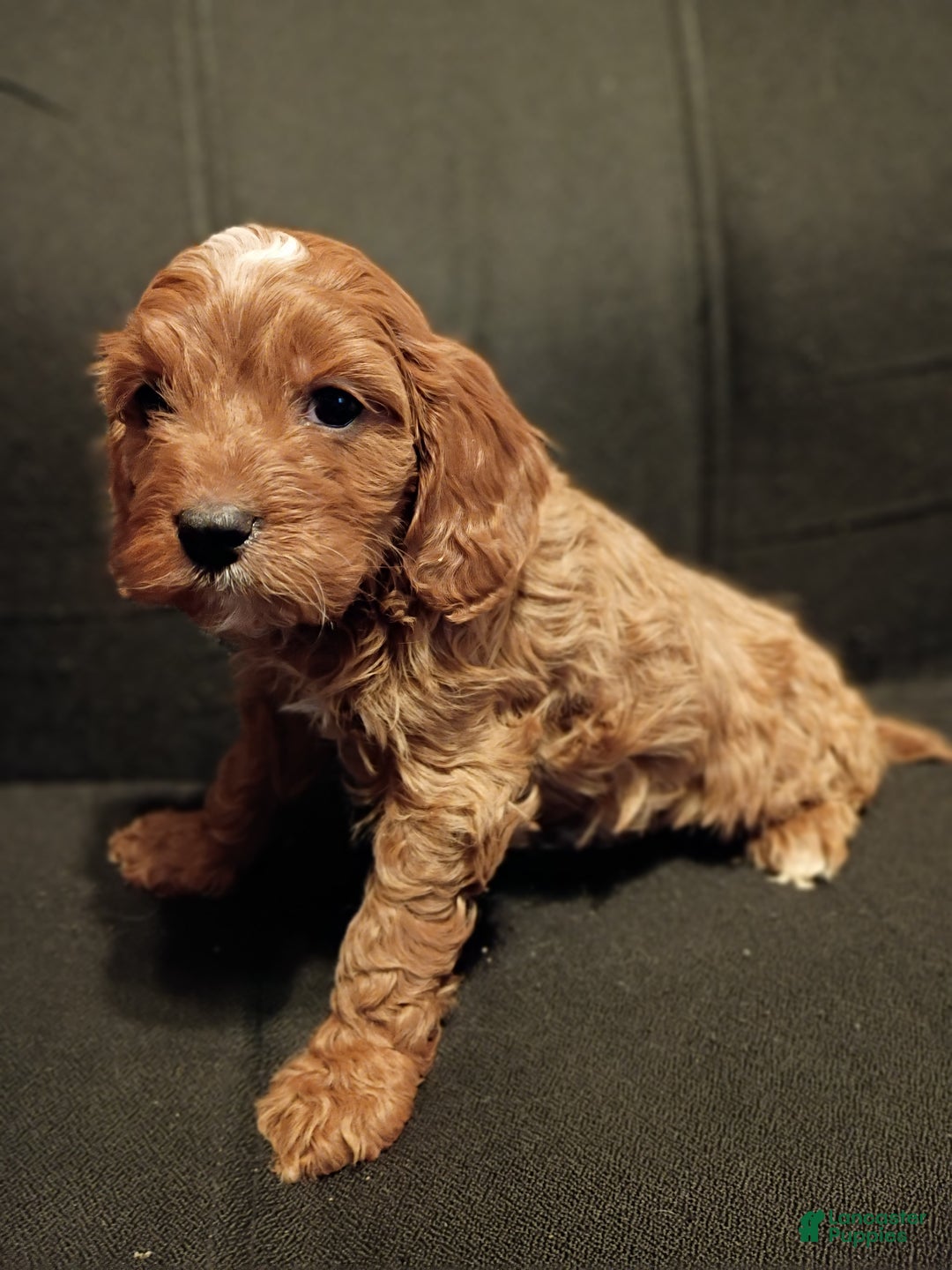Cavapoo dogs for sale: Charlie - Ad 3