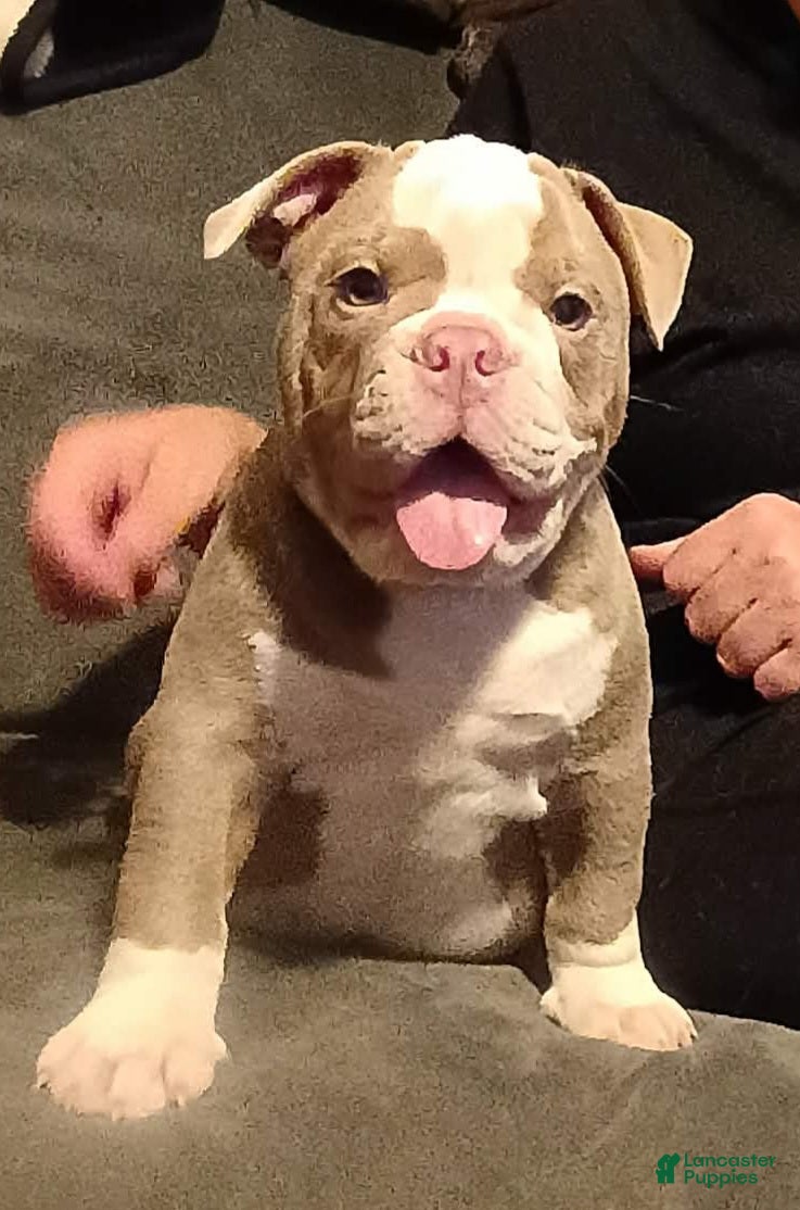 Olde English Bulldogge dogs Olde English Bulldogge 1 - Ad 26