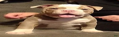 Olde English Bulldogge 1