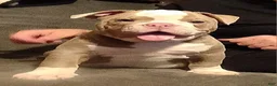 Olde English Bulldogge dogs for sale: Olde English Bulldogge 1 - Ad 1