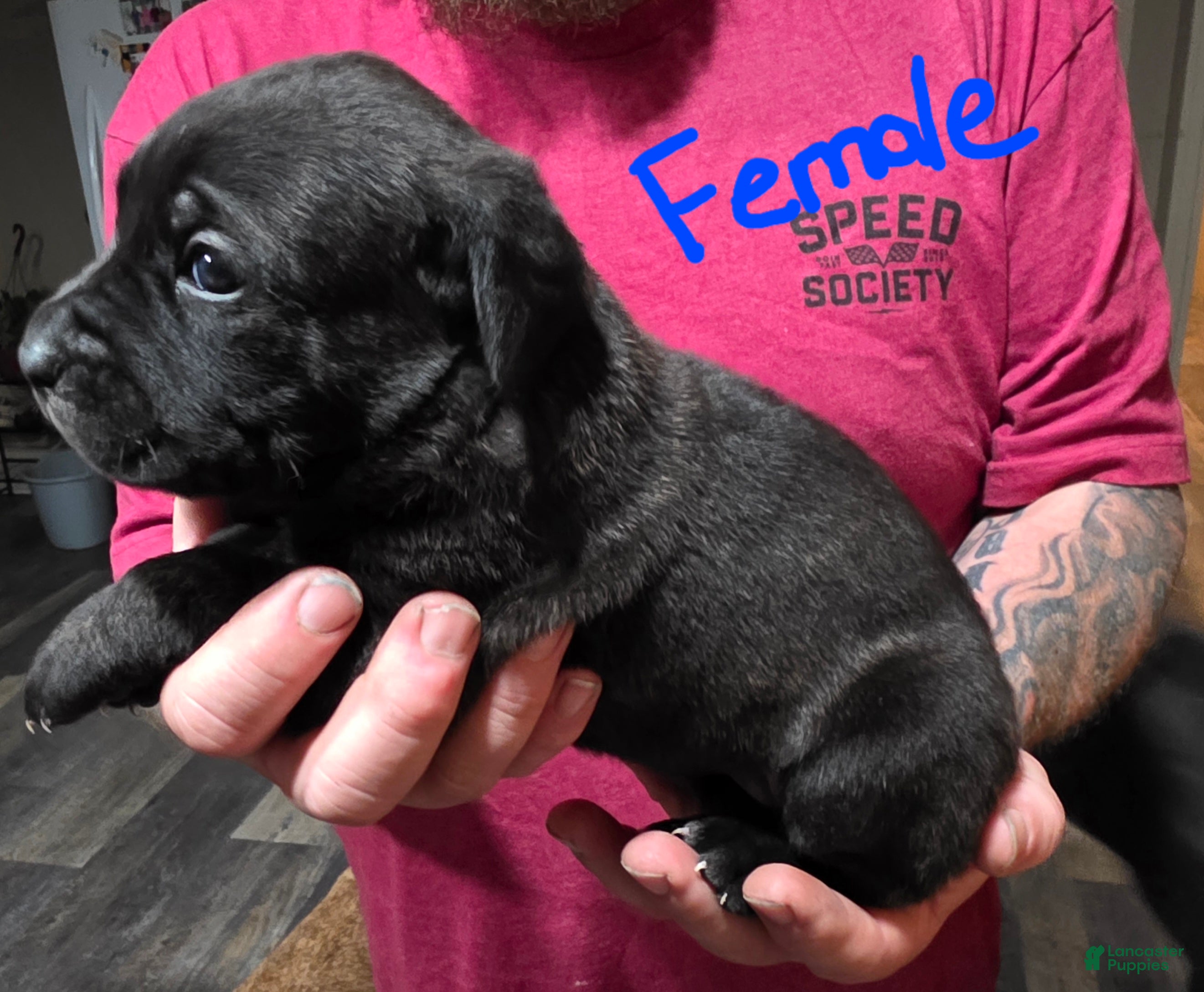 Cane Corso dogs Cane Corso Puppy 7 - Ad 11