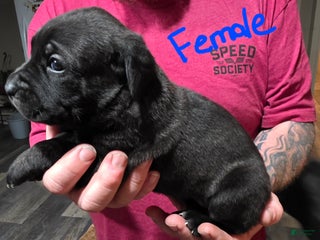 Cane Corso dogs Cane Corso Puppy 7 - Ad 25