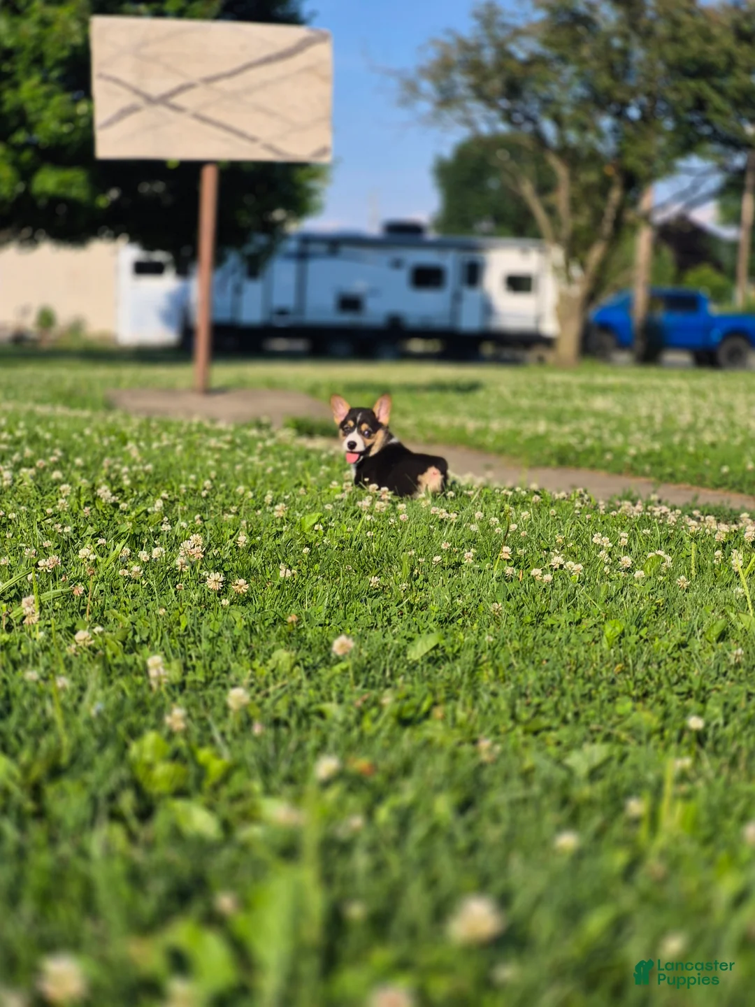 Welsh Corgi Pembroke dogs for sale: Cocoa - Ad 2