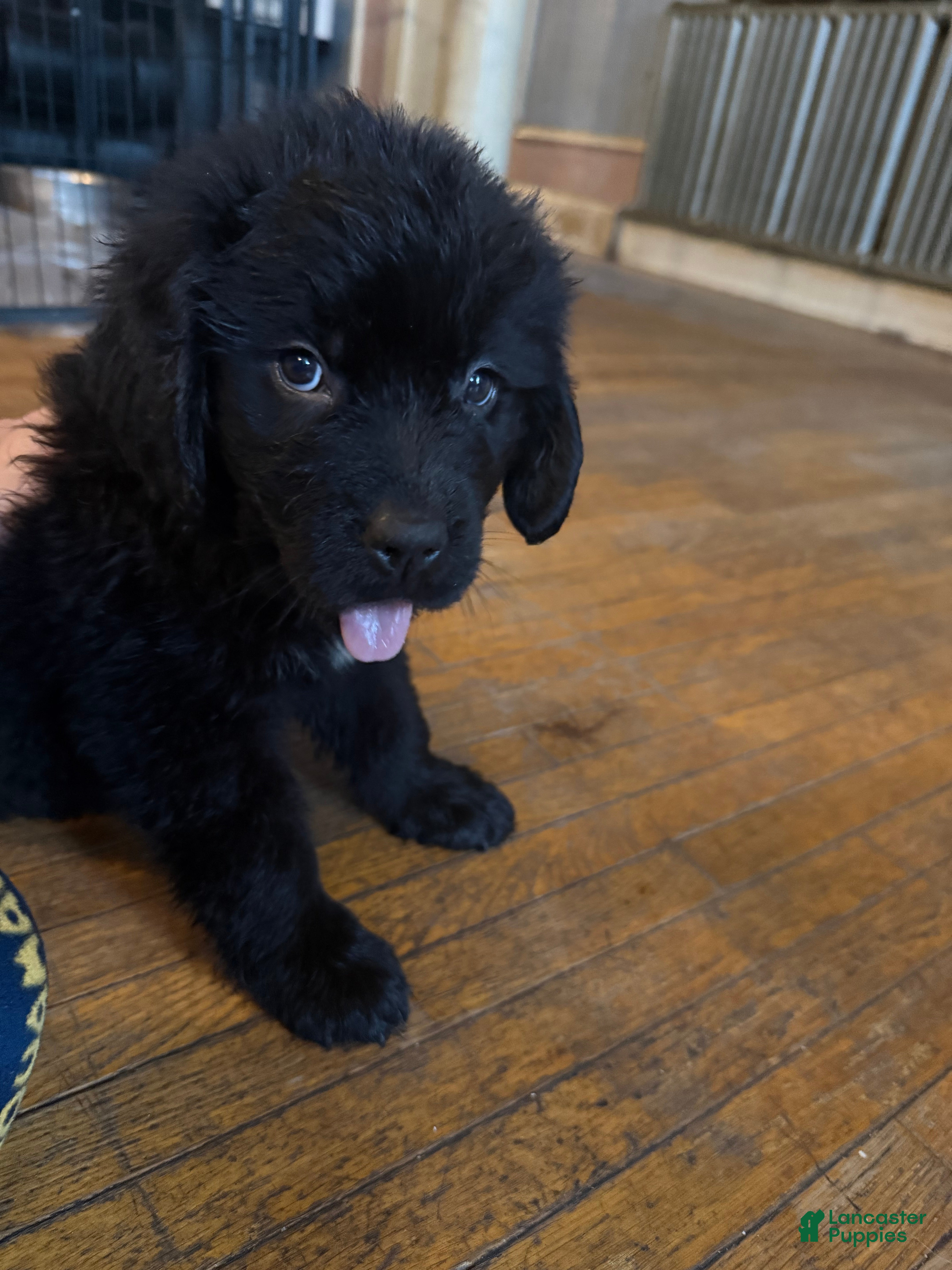 Newfoundland dogs Flopsy - Ad 22