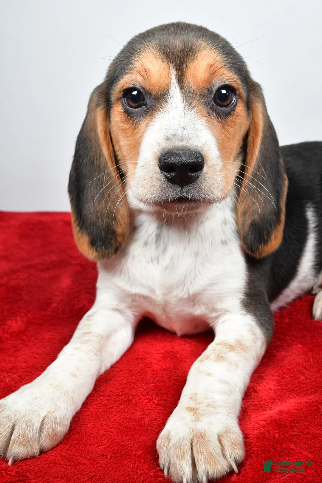 Beagle dogs for sale: Rhoda - Ad 7