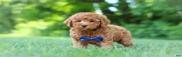 Mini Goldendoodle dogs for sale: Christiano - Ad 5