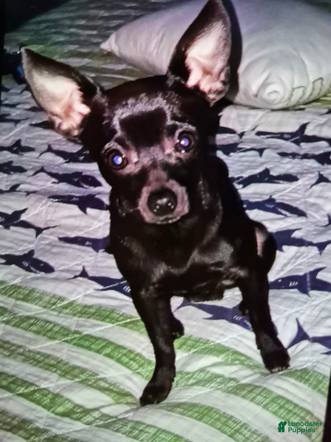 Chipoo dogs for sale: Chipoo Puppy 2 - Ad 12