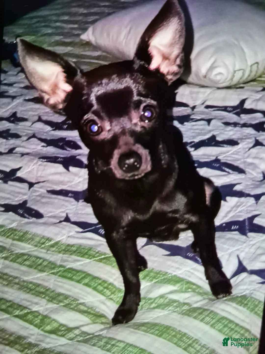 Chipoo dogs for sale: Chipoo Puppy 2 - Ad 15