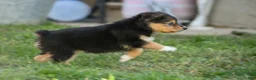 Miniature Australian Shepherd dogs for sale: Miniature Australian Shepherd 2 - Ad 3