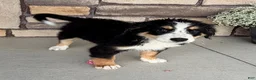 Bernedoodle dogs for sale: Ricky - Ad 5