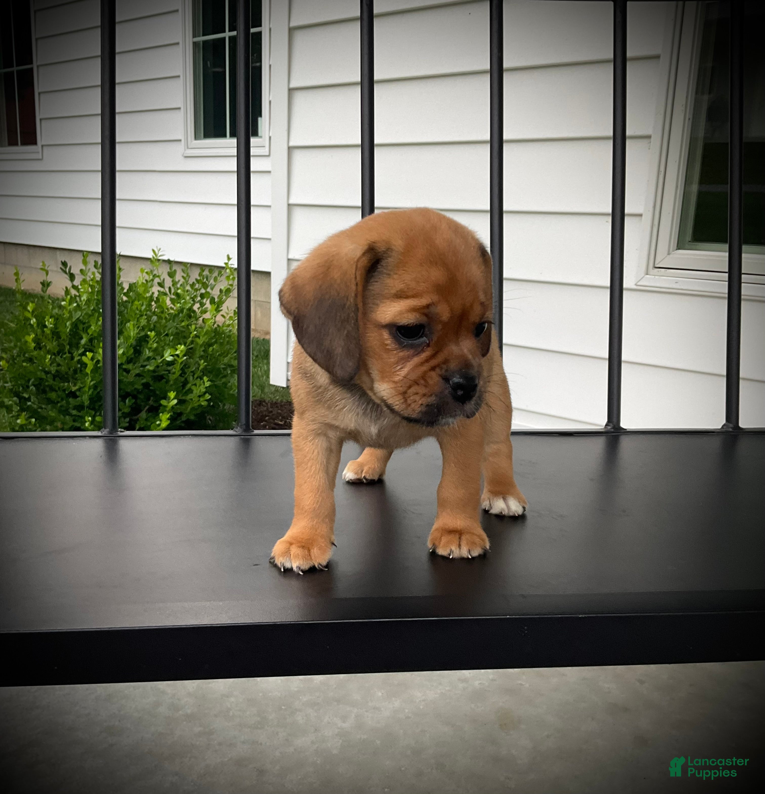 Puggle dogs Stella  - Ad 2