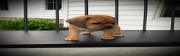 Puggle dogs for sale: Stella  - Ad 2