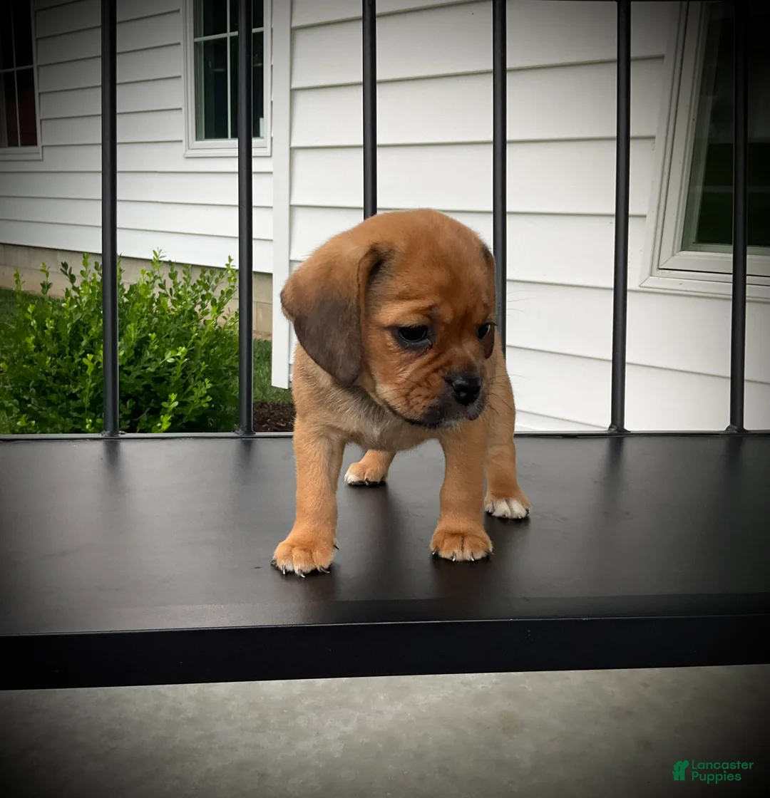 Puggle dogs for sale: Stella  - Ad 2