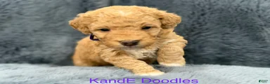 Mini Goldendoodle 7