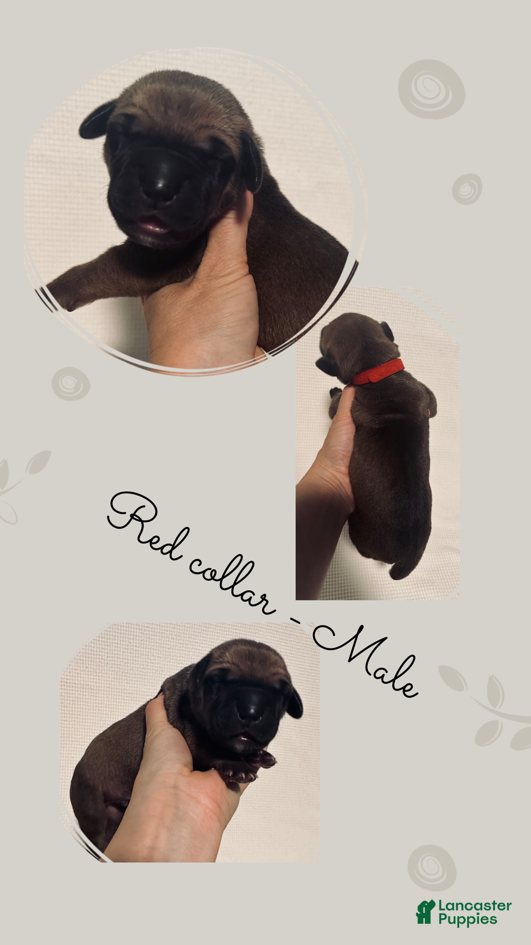 Great Dane dogs for sale: Red Collar - Ad 4