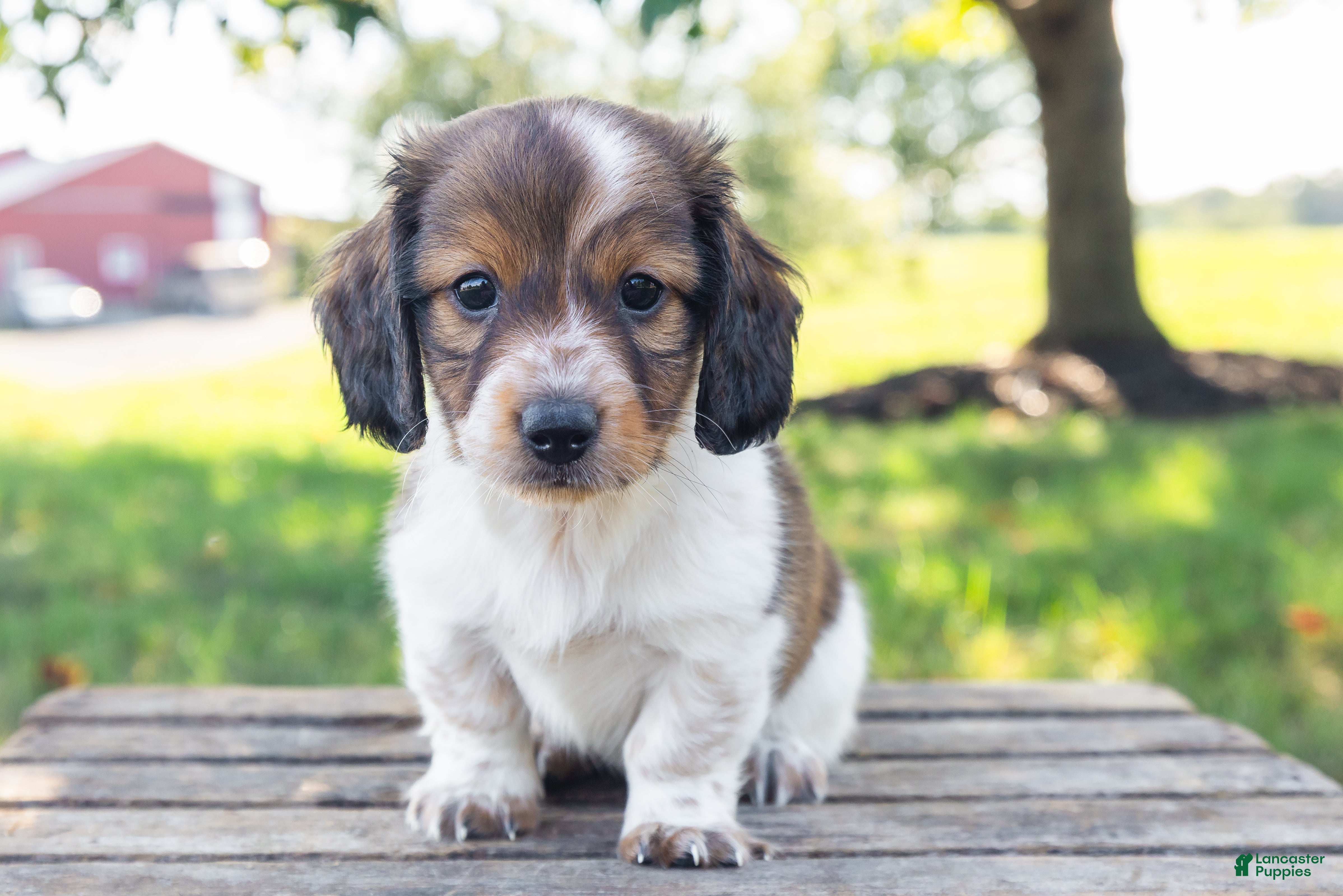 Miniature Dachshund dogs Calvin - Ad 1