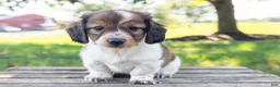 Miniature Dachshund dogs for sale: Calvin - Ad 1
