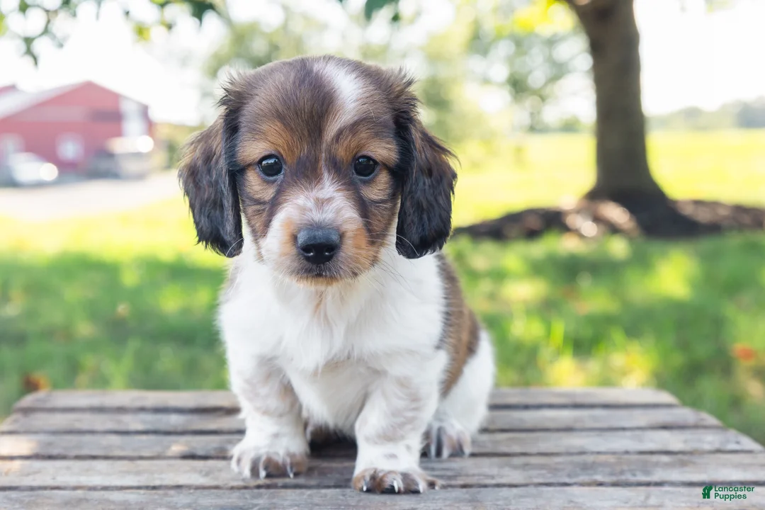 Miniature Dachshund dogs for sale: Calvin - Ad 1