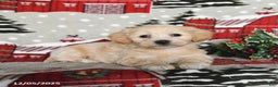 Maltipoo dogs for sale: Blossom - Ad 2