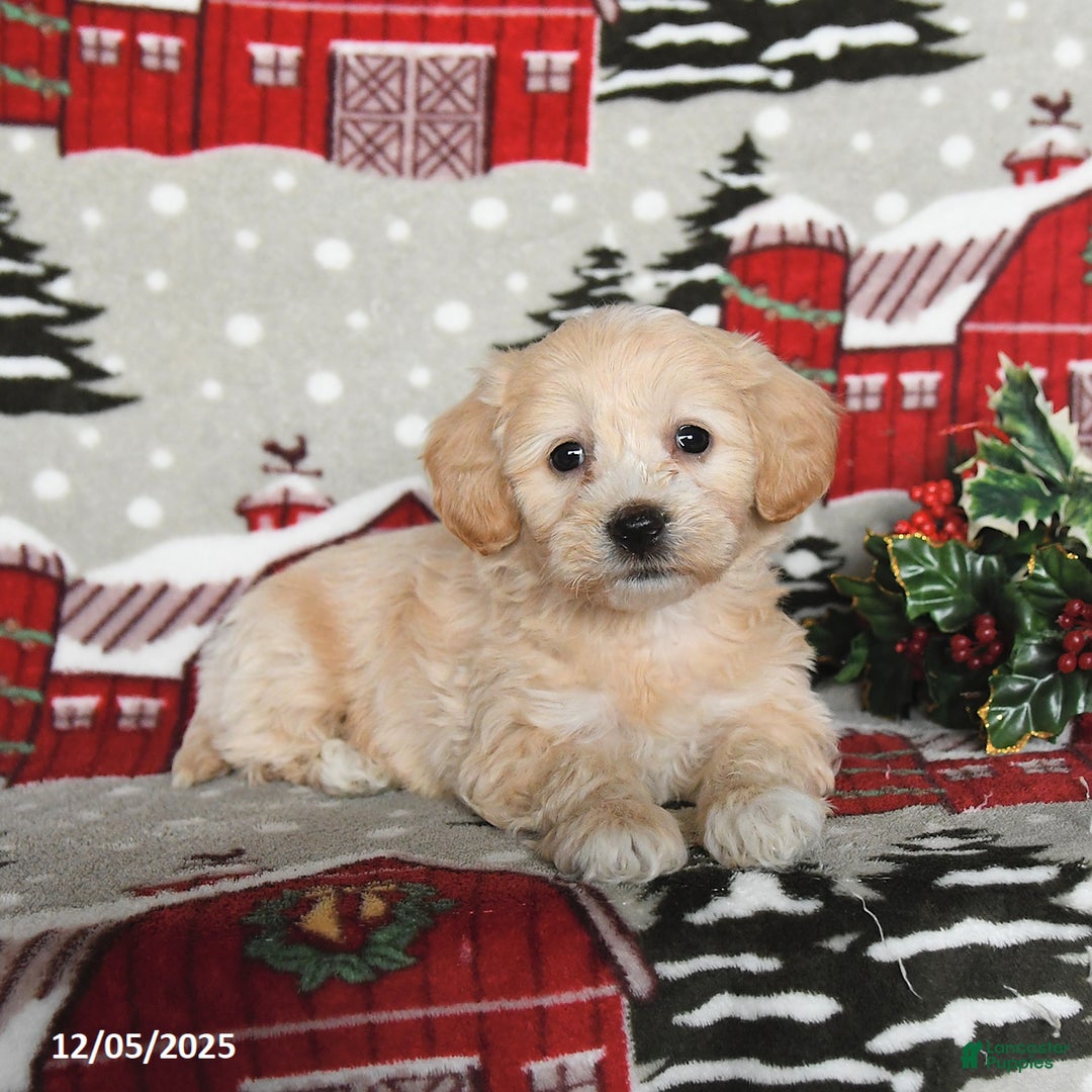 Maltipoo dogs for sale: Blossom - Ad 2