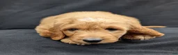 Goldendoodle dogs for sale: Rusty - Ad 8