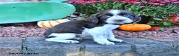 English Springer Spaniel dogs for sale: Marvin - Ad 3