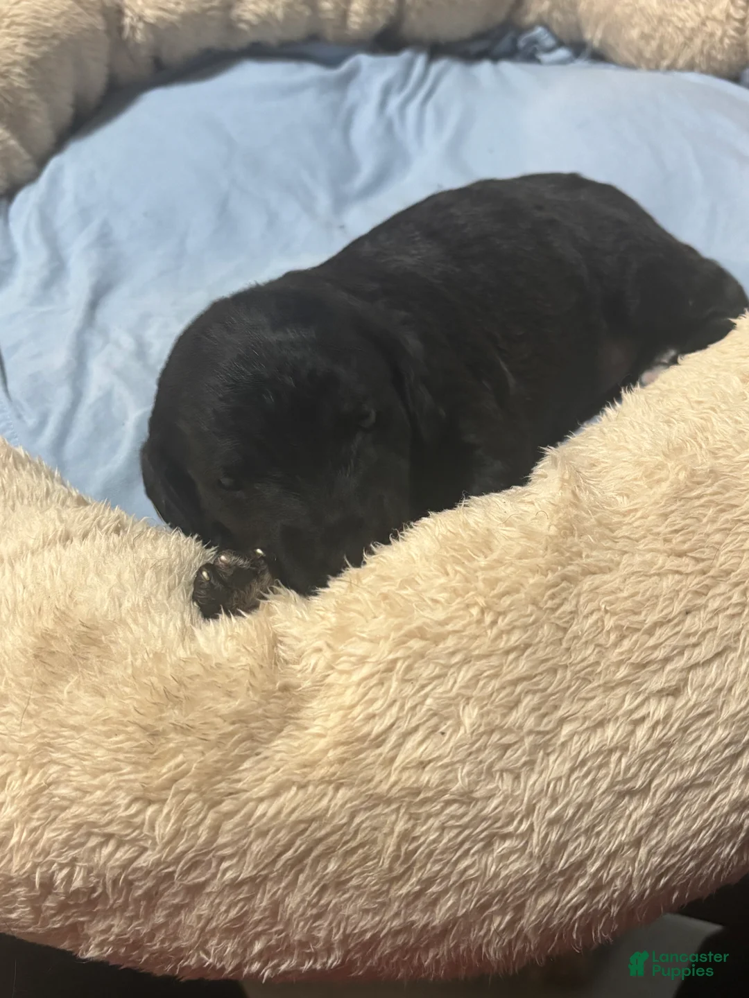 Yorkiepoo dogs for sale:  Unique - Ad 2