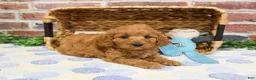 Cavapoo dogs for sale: Caleb - Ad 12