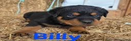 Rottweiler dogs for sale: Billy - Ad 4