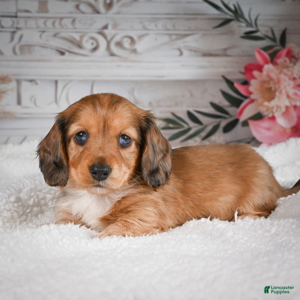Miniature Dachshund dogs for sale: AKC-Brodie - Ad 3