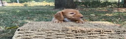 Miniature Dachshund dogs for sale: Dark cream  - Ad 8