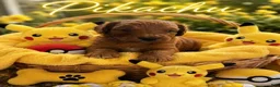 Mini Goldendoodle dogs for sale: Pikachu - Ad 1