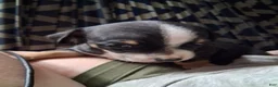 Chihuahua dogs for sale: Daisy - Ad 1