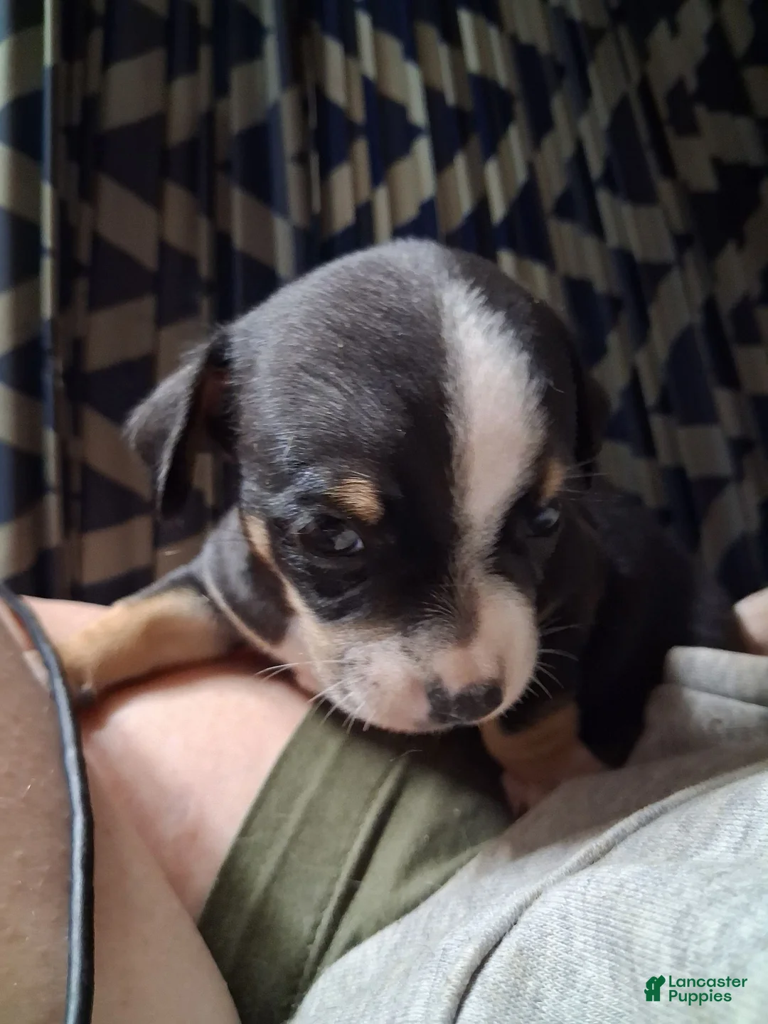 Chihuahua dogs for sale: Daisy - Ad 1