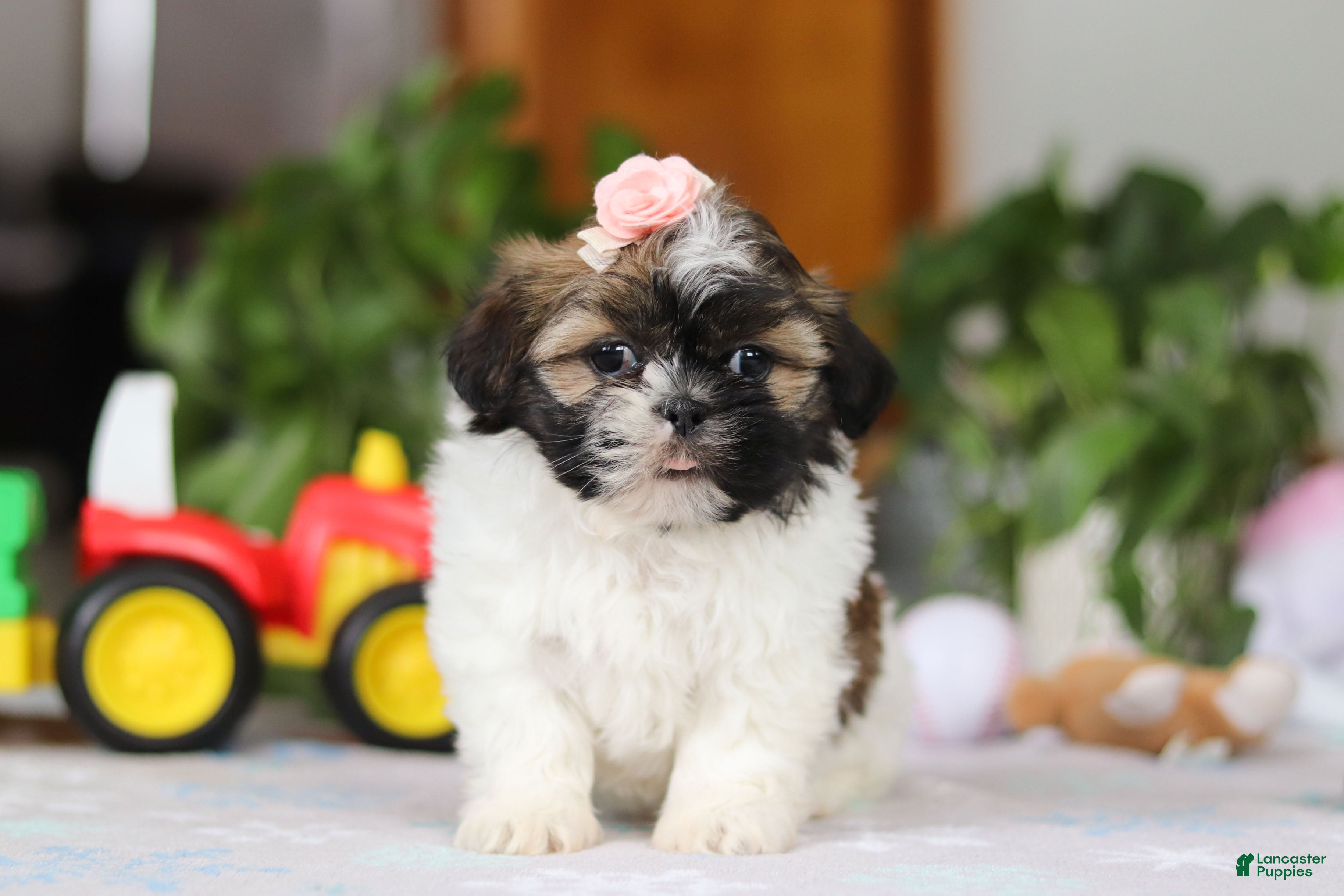 Shih Tzu dogs Nora - Ad 10