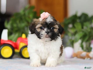 Shih Tzu dogs Nora - Ad 10