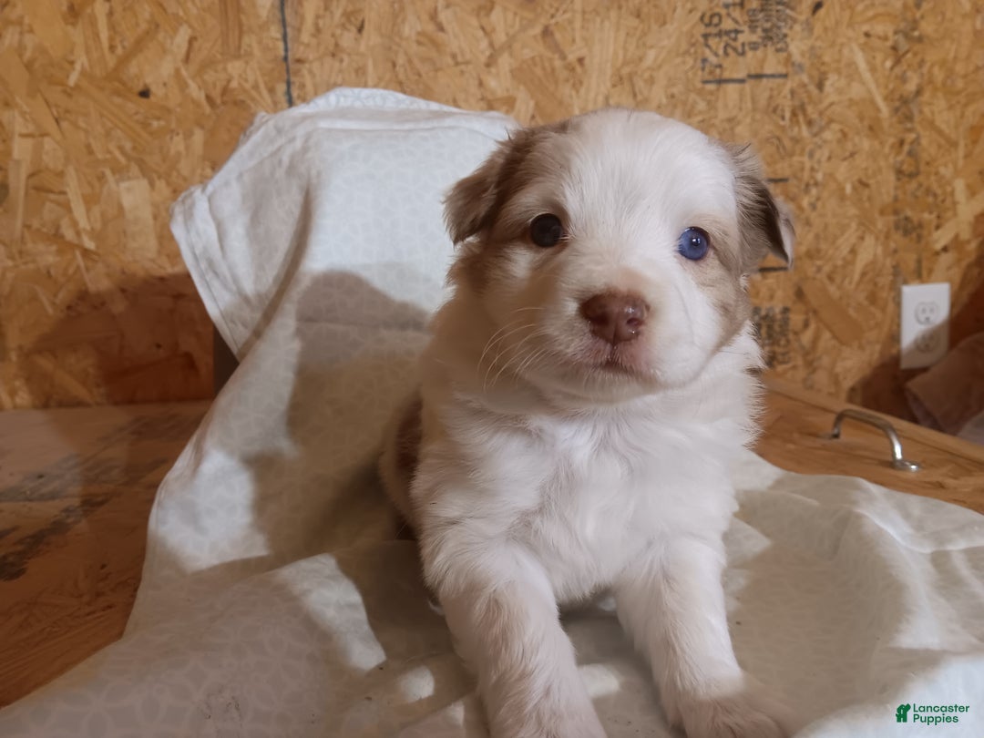 Australian Shepherd dogs for sale: Oatmeal  - Ad 1