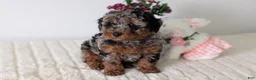 Toy Poodle dogs for sale: Zion - Ad 14