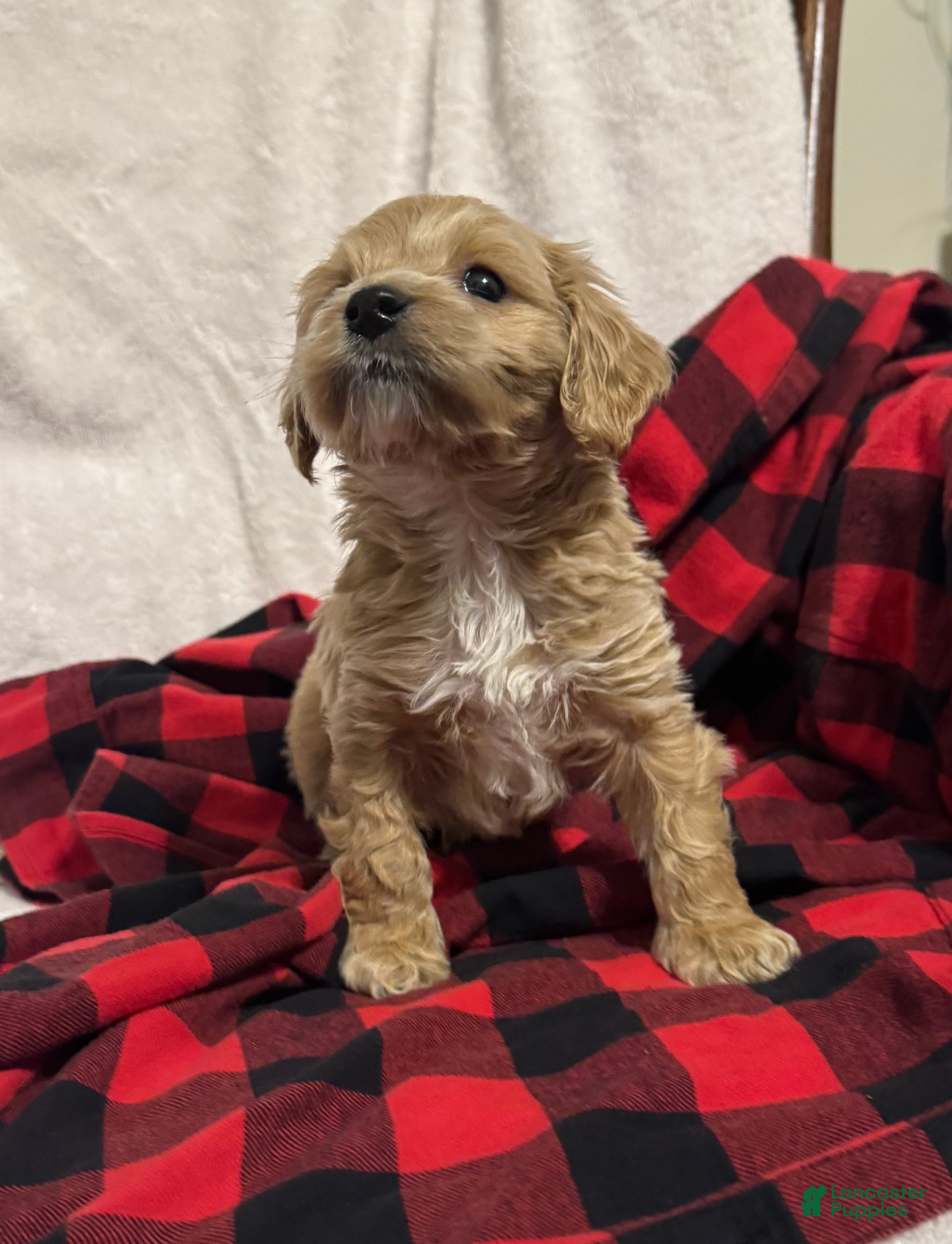 Cockapoo dogs Cooper - Ad 2