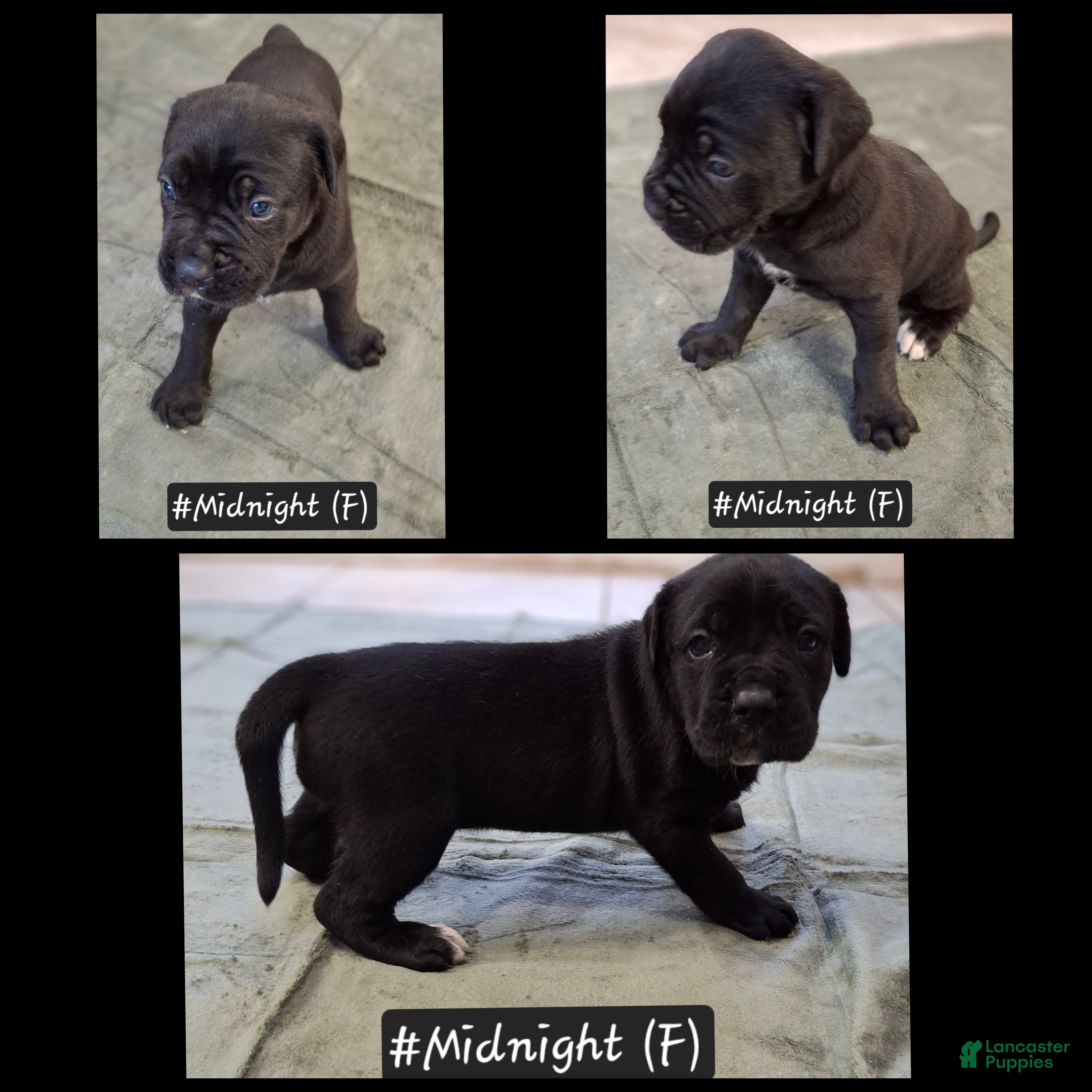 Cane Corso dogs for sale: Cane Corso 6 - Ad 1