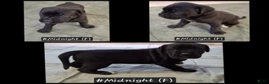 Cane Corso 6