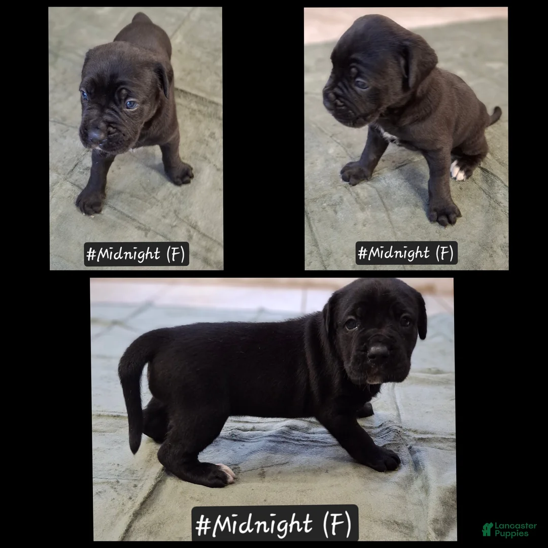 Cane Corso dogs for sale: Cane Corso 6 - Ad 1