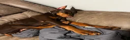 Doberman Pinscher dogs for sale: Doberman Pinscher 7 - Ad 2