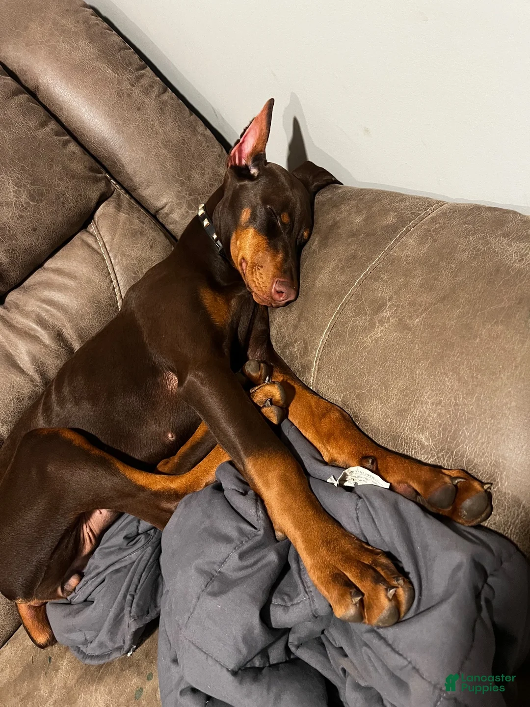 Doberman Pinscher dogs for sale: Doberman Pinscher 7 - Ad 2